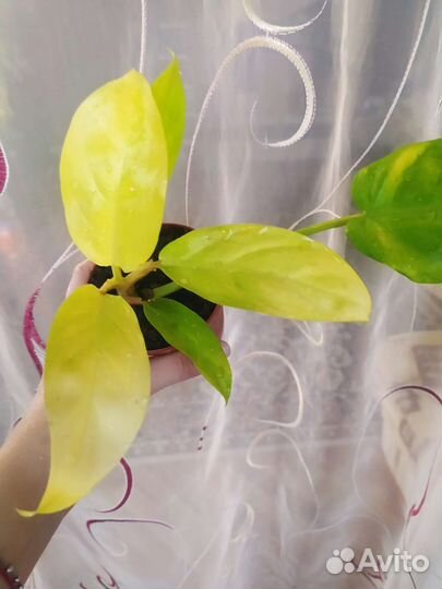 Филодендроны