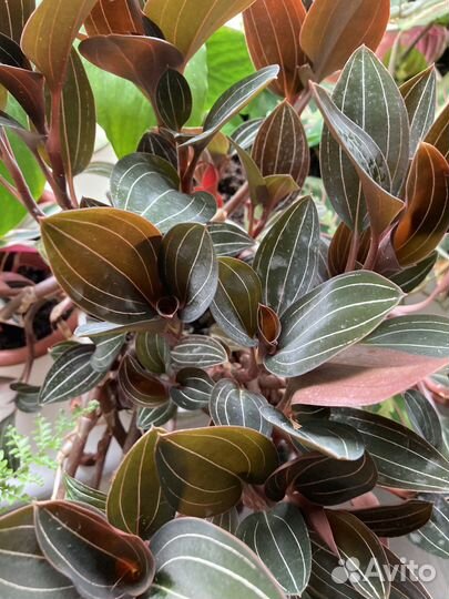 Комнатные расстения цветы