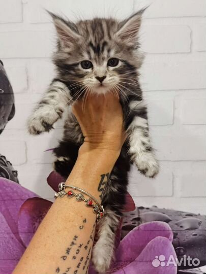 Котята мейн-кунята, мальчики и девочки