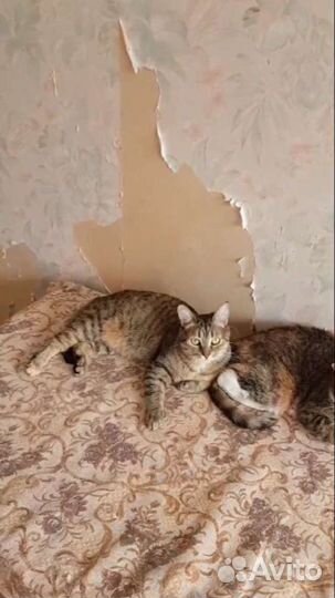 Отдам в дар кошечку
