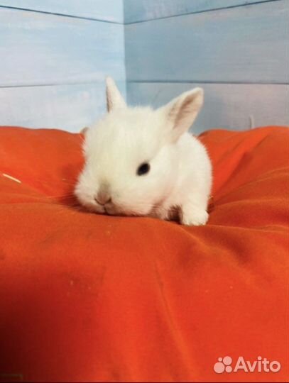 Голубоглазые белые Карликовые крольчата