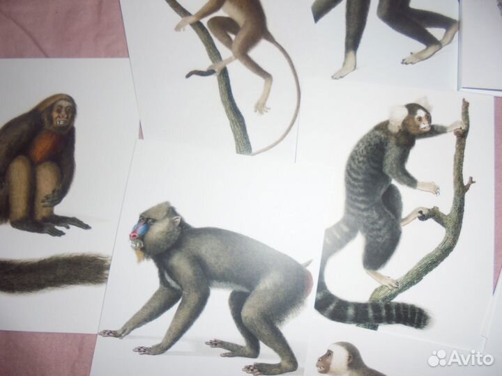 Наб 15 откр Обезьяны бг