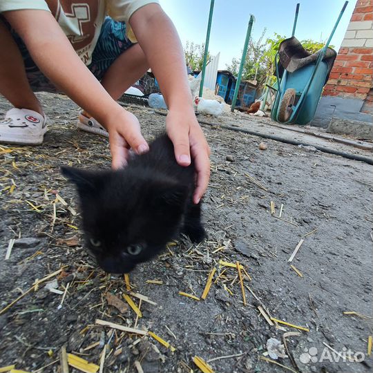 Котёнок в дар