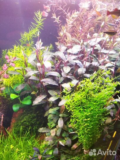 Буцефаландра медный лист Мелави