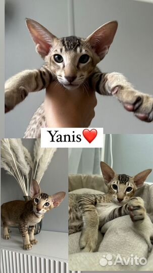 Ориентальный мальчик