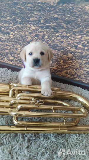 Щенки лабрадора