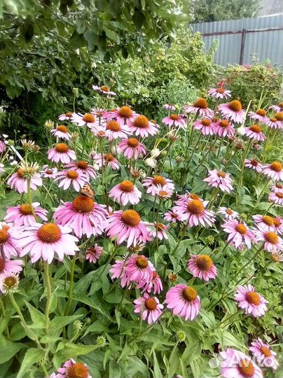 Эхинацея пурпурная