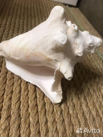 Ракушка морская большая