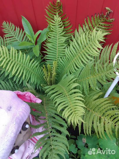 Папоротник страусник