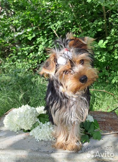 Девочка Йорка 4 месяца