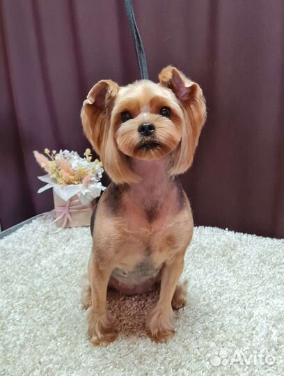 Стрижка собак и кошек