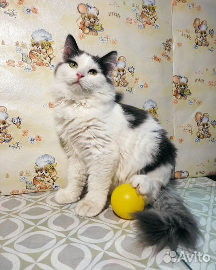 Домашние животные кошки