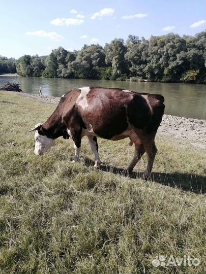 Коровы дойные молочные