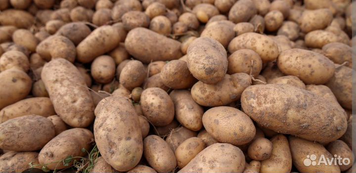 Продам картофель домашний