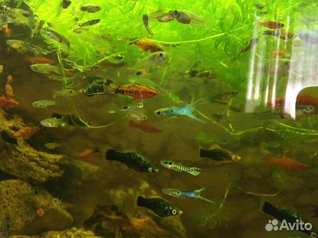 Аквариумные рыбки