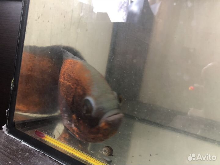 Аквариум 70литров + Золотой астронотус