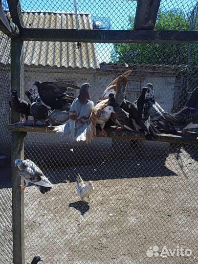 Голуби типлеры