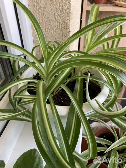 Хлорофитум