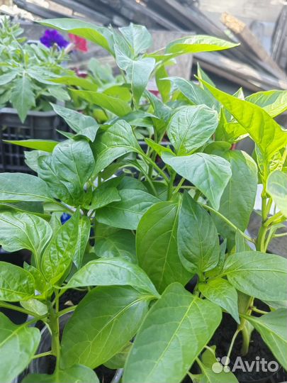 Рассада перца,томатов,огурцов,петуния