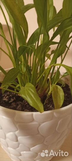 Спатифиллум