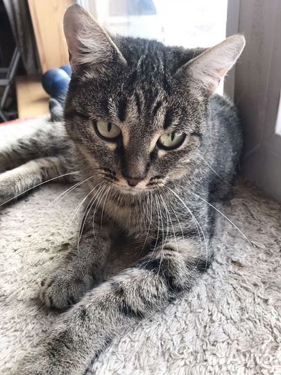 Кошка Рапунцель