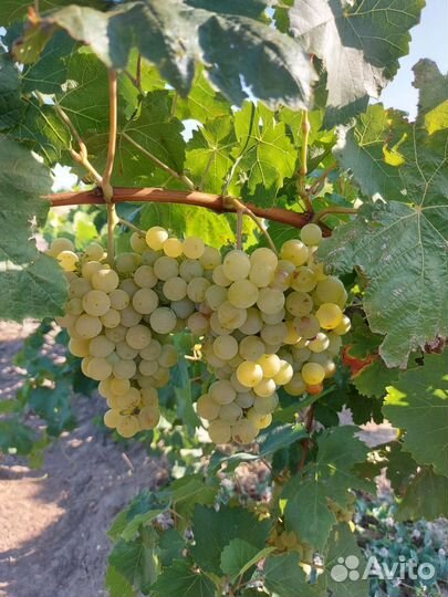 Виноград