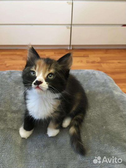 Кошка