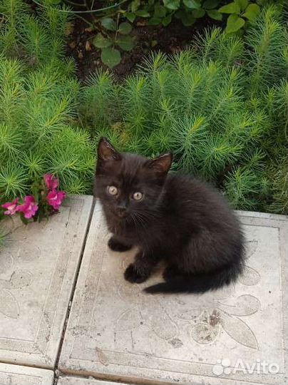 Кошки