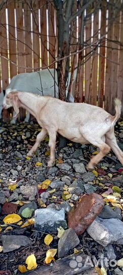 Вязка козлом камори/нуб. Продажа