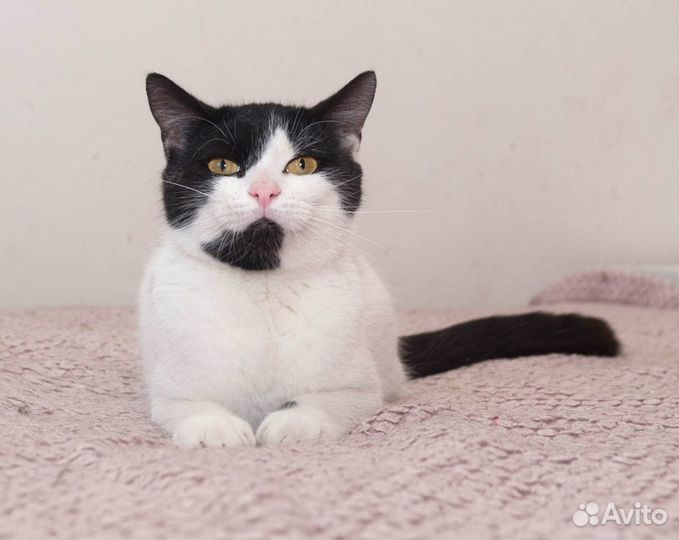 Кошка в добрые руки