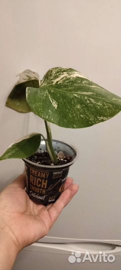 Монстера Альба и другие