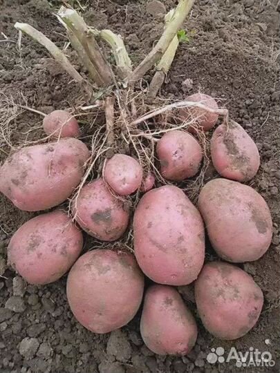 Семенной картофель