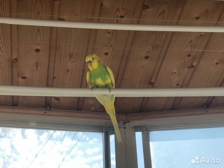 Волнистый попугай в добрые руки