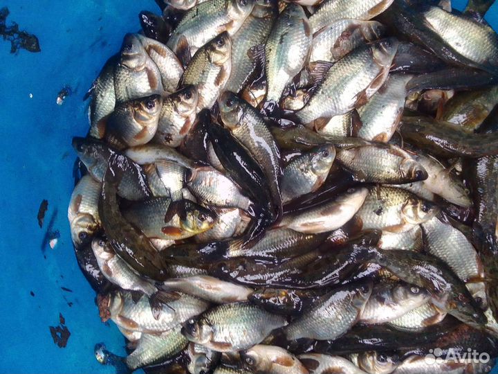 Живцы караси