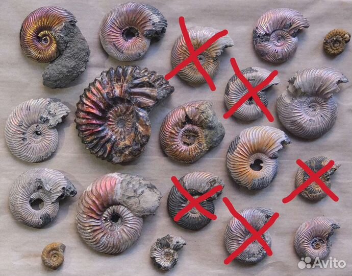 Окаменелости аммониты