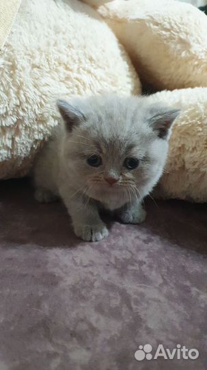 Шотландские страйты