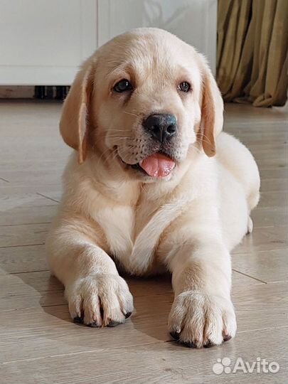Щенки лабрадора