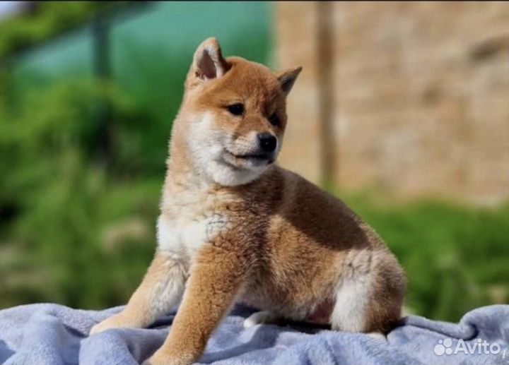 Собаки сиба ину щенки