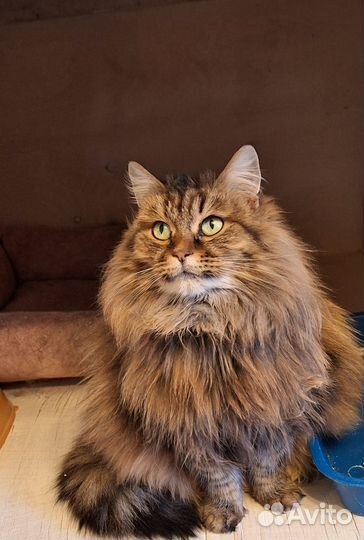 Сибирская кошка