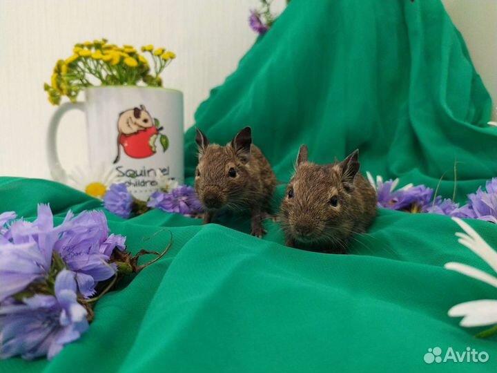 Дегу из питомника