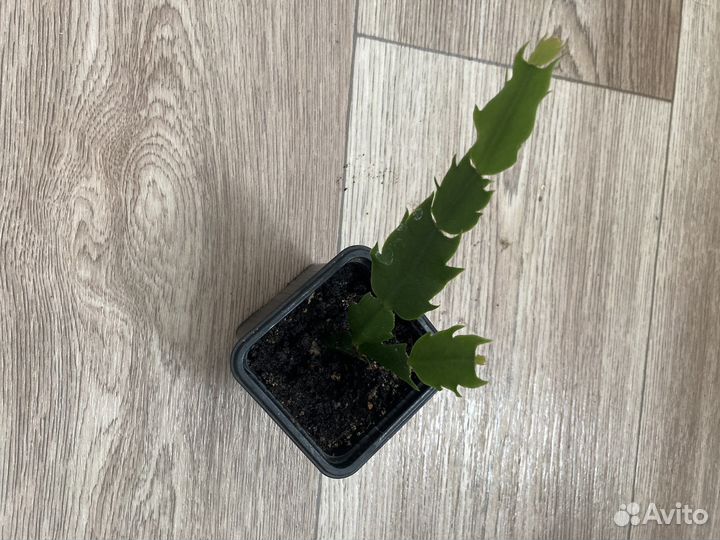 Строманта, фикус,Кордилина