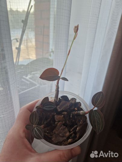 Продам Орхидею