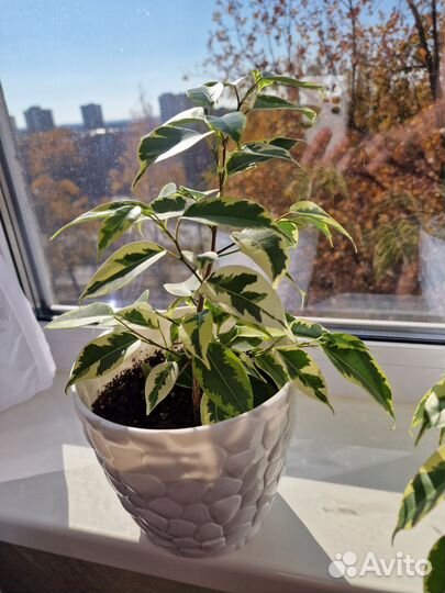Фикус бенджамина