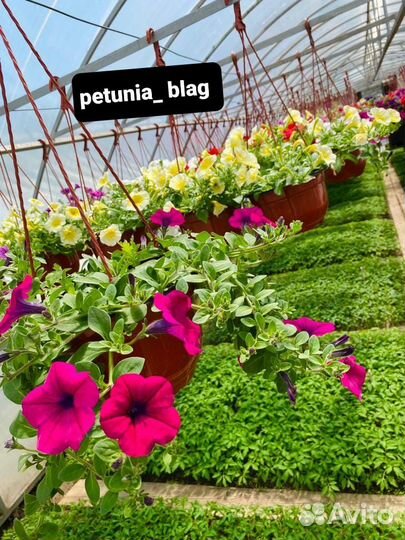 Рассада помидоры,перец,баклажаны.Цветы