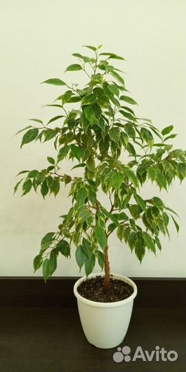 Фикус Бенджамина сорт регидан
