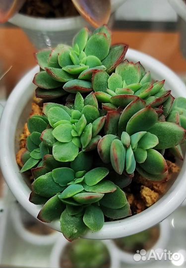 Кактусы и суккуленты