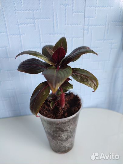 Бальзамин новогвинейский