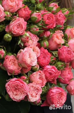 Розы кустовые.Букет.Цветы