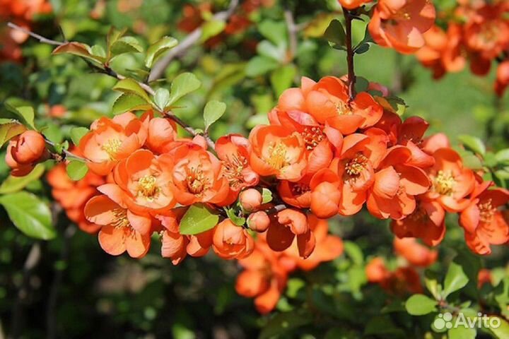 Айва японская (хеномелес) магония падуболистная