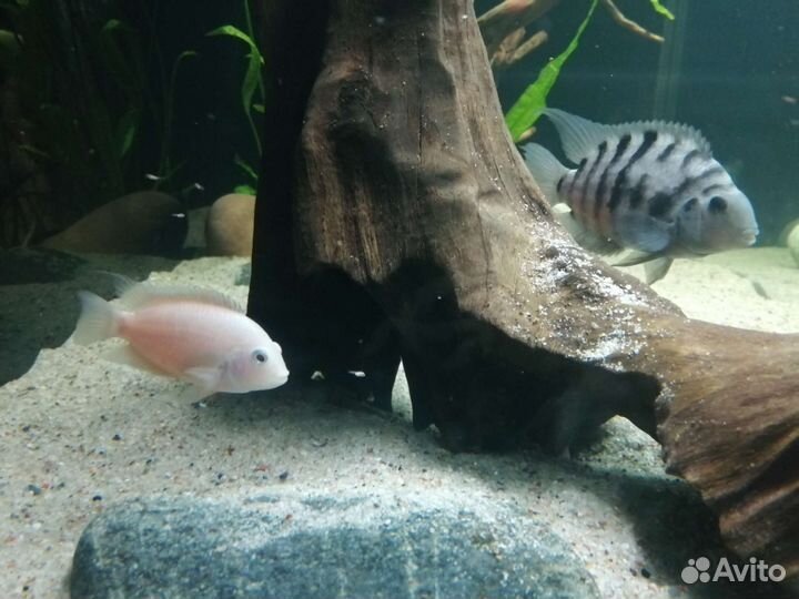 Цихлозома чернополосая